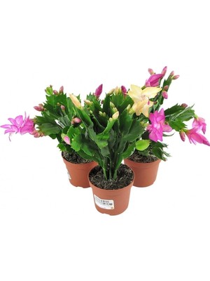 Frefly Store Videolu Karışık Renk Yılbaşı Çiçeği 3 Adet Saksılı 10-15CM Iç Mekan Ev Salon Bitkisi (Schlumbergera)