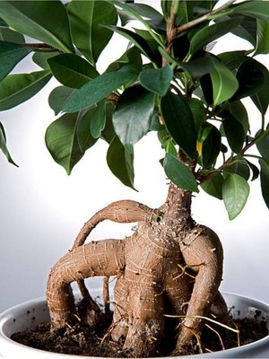 Frefly Store Gardenbox Videolu Ginseng Bonsai, 1 Adet Saksılı, 40-60 Cm, Iç Mekan Salon Ofis Bitkisi, Ficus Microcarpa
