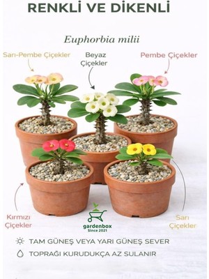 Frefly Store Nura Botanik Euphorbia Milii Kaktüs, 15-25 Cm, 5 Farklı Renk Saksılı Set