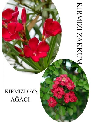 Frefly Store Kırmızı Oya Fidanı 1 Adet Saksılı 30-60CM -Kırmız Zakkum Çiçeği 1 Adet 30-60CM, BTS060624NA31