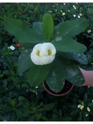 Frefly Store Nura Botanik Dikenler Tacı Çiçekli Ithal Tayland Kaktüs Euphorbia, 30-60 Cm, Saksılı, Beyaz Çiçek