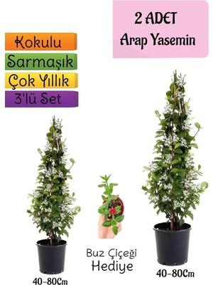 Frefly Store Nura Botanik Kokulu 2 Adet Arap Yasemini Fidanı Saksılı, Buz Çiçeği Hediye, 3'lü Peyzaj Seti, 40-80 cm