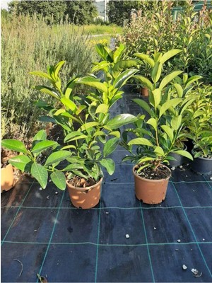 Frefly Store Kartopu Viburnum Lucidum 2 Adet 80-100 cm Saksılı Dış Mekan Bahçe Peyzaj Çit Bitkisi, BTS011705NA2