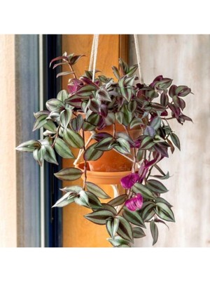 Frefly Store Telgraf Çiçeği Askılı Saksı Tradescantia Zebrina Çiçeği, 3538949561