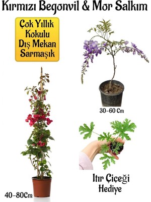 Frefly Store Nura Botanik Kırmızı Begonvil Çiçeği, Mor Salkım Ağacı Fidanı, Itır Çiçeği Hediyeli Bahçe Peyzaj Seti