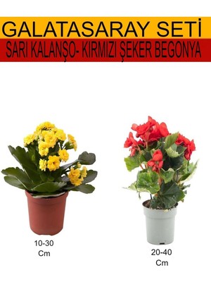 Frefly Store 2'li Takım Seti Sarı Kalanşo-Kırmızı Şeker Begonya, BTSNU08042450
