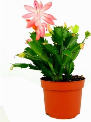 Frefly Store Videolu Açık Pembe Yılbaşı Çiçeği Kaktüsü 1 Adet Saksılı 10-20CM Ev Salon Bitkisi (Pink Paskalya)
