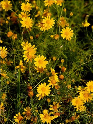 Frefly Store Videolu Sarı Çalı Papatya Europs Papatyası 1 Adet Saksılı/tüplü 25-30CM (Yellow Bush Daisy)