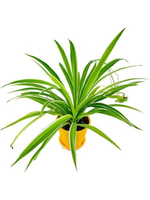 Frefly Store Gardenbox Kurdele Çiçeği Chlorophytum, Sarı Saksı