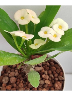 Frefly Store Videolu Beyaz Milli Dikenler Tacı 1 Adet Saksılı 15-40 cm Salon Bitkisi (Euphorbia)
