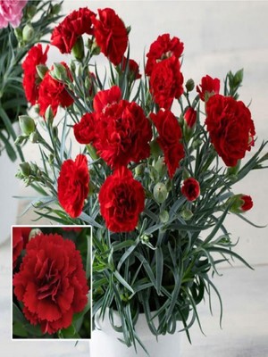 Frefly Store Nura Botanik Kırmızı Karanfil, 20-40 Cm, 1 Adet Saksılı Çiçekli Bodur Bitki, Dianthus Caryophyllus
