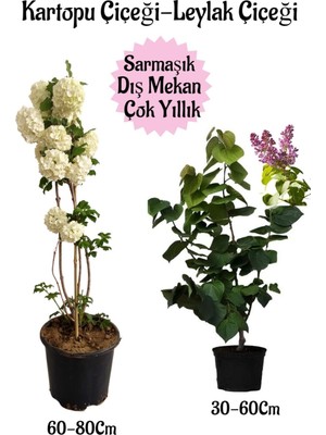 Frefly Store Gardenbox Kartopu Çiçeği + Kokulu Leylak Çiçeği Saksılı Bahçe Peyzaj Seti, 2 Adet