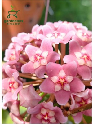 Frefly Store Hoya Carnnosa Pembe Renk Mum Çiçeği 10-20CM 1 Adet Saksılı