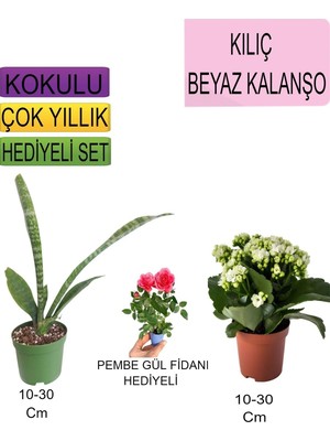 Frefly Store Nura Botanik 3'lü Set, Kılıç Beyaz Kalanşo Pembe Gül Fidanı, 10-30 cm