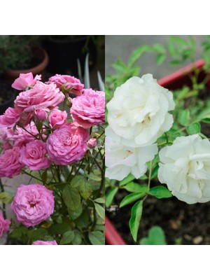 Frefly Store Nura Botanik Pembe ve Beyaz Yediveren 2 Adet Gül Fidanı Saksılı 45-80 cm