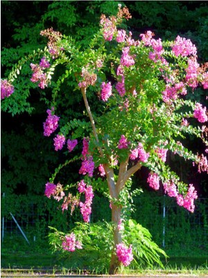 Frefly Store Videolu Pembe Oya Ağacı Fidanı 1 Adet Saksılı Dış Mekan Bitkisi (Lagerstroemia Indica)