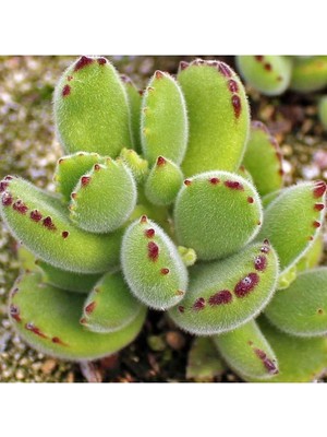 Frefly Store Cotyledon Tomentosa Sukulent Bitki (Ayı Pençesi), BTSTS98