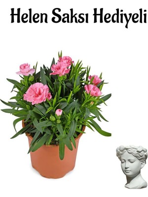 Frefly Store Hediyelik Mis Kokulu Pembe Karanfil Çiçeği Sevgililer Gününe Özel Helen Saksı Hediyeli