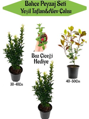 Frefly Store Nura Botanik Bahçe Peyzaj Seti, 2 Adet Yeşil Taflan, 1 Adet Alev Çalısı, Hediye Buz Çiçeği, Çok Renkli