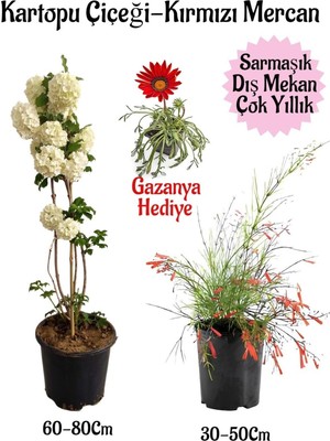 Frefly Store Kartopu Çiçeği 1 Adet +Kırmızı Mercan 1 Adet+Kırmızı Gazanya Hediye Saksılı Bahçe Seti, BTSNA01KAR37