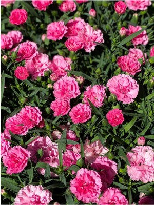 Frefly Store Videolu Pembe Karanfil Çiçeği 1 Adet Saksılı 15-30CM Ev Ofis Bahçe Bitkisi(Dianthus Caryophyllus)