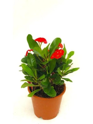 Frefly Store Videolu Kırmızı Milli Dikenler Tacı 1 Adet Saksılı 15-30 cm Kaktüs Iç Mekan Bitkisi (Euphorbia)