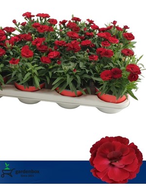 Frefly Store Nura Botanik Kırmızı Karanfil, 2 Adet Saksılı, 15-25CM