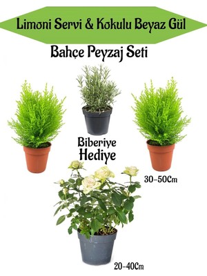 Frefly Store Nura Botanik Bahçe Seti, 2 Adet Limoni Servi Fidanı, 1 Adet Beyaz Gül Fidanı, Hediye Biberiye