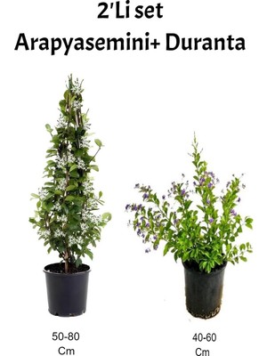 Frefly Store Nura Botanik Arap Yasemini+ Mor Çiçekli Duranta Fidanı, Dış Mekan Bitkisi, 2'li Set