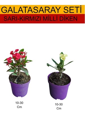 Frefly Store Nura Botanik 2'li Takım Seti Sarı-Kırmızı Milli Dikenler Tacı Bitkileri, 10-30 Cm, Mor Saksı