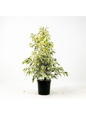 Frefly Store Videolu Benjamin Bitkisi Alaca Yapraklı 1 Adet Saksılı 60-80CM Iç Mekan Bitkisi(Ficus Benjamina)