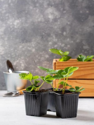 Frefly Store Iri Meyveli Çilek Fidanı (5-10 Cm)2 Adet Saksılı Dış Mekan Bitkisi, BTSNU2602202478