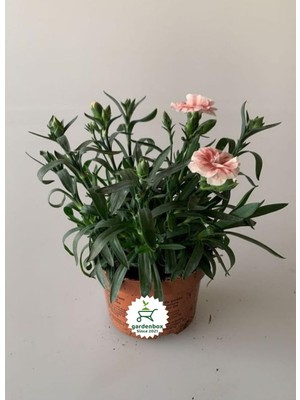 Frefly Store Bitkim Sende Yoğun Kokulu Krem Karanfil Çiçeği Bodur Cins Saksılı 15-25CM