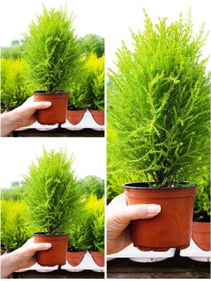 Frefly Store Videolu Ithal Limoni Servi Fidanı 3 Adet 30-50CM Saksılı/tüplü (Cupressus Macrocarpa)