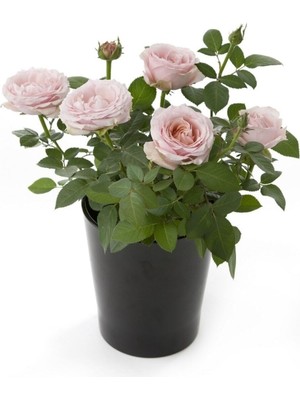 Frefly Store Gardenbox Canlı Bodur Gül Fidanı Saksıda, Model GDB04062025BYB03