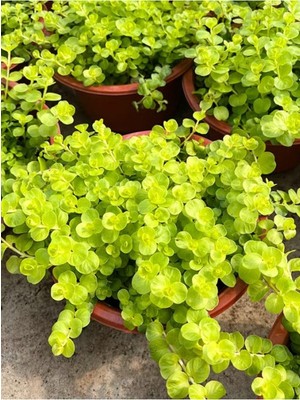 Frefly Store Gardenbox Sarı Çiçekli Altın Kolye Sarı Kız Çiçeği, 30-40CM, 1 Adet Saksılı Lysimachia Nummularia