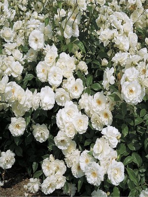 Frefly Store Videolu Beyaz 1ADET Sarmasık Çardak Gülü Fidanı Saksılı 60-120CM (Rose On A Pergola)