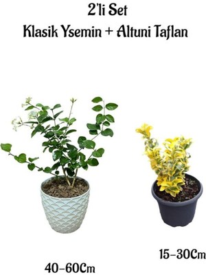Frefly Store Gardenbox Yoğun Kokulu Klasik Yasemin Çiçeği + Altuni Taflan Çit Bitkisi 2'li Set Bahçe Bitkileri