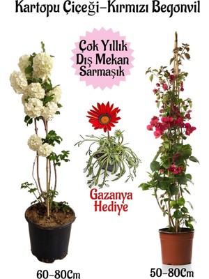 Frefly Store Kartopu Çiçeği 1 Adet +Kırmızı Begonvil 1 Adet+ Kırmızı Gazanya Hediyeli Saksılı Bahçe Seti, BTSNA01KAR2