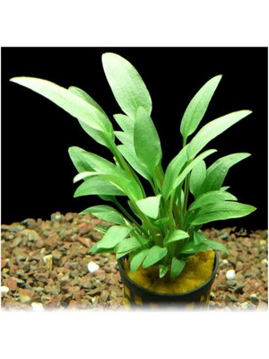 Frefly Store Cryptocoryne Walkeri Saksı Canlı Bitki