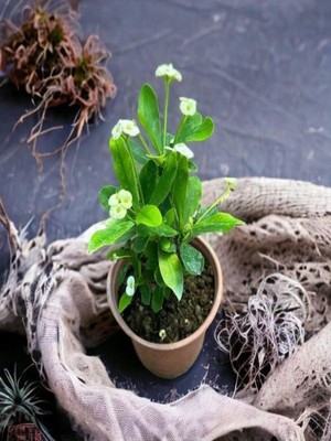 Frefly Store Videolu Sarı Çiçekli Milli Dikenler Tacı Mini Saksıda 1 Adet 5-10 cm Iç/dış Mekan Bitki (Euphorbia)