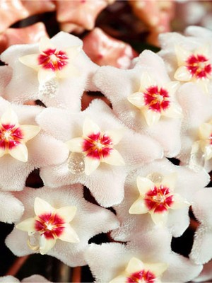 Frefly Store Avantajlı Videolu Beyaz Hoya-Mum Çiçeği 1 Adet 10-20 cm Iç Mekan Ofis Bitkisi(White Hoya)
