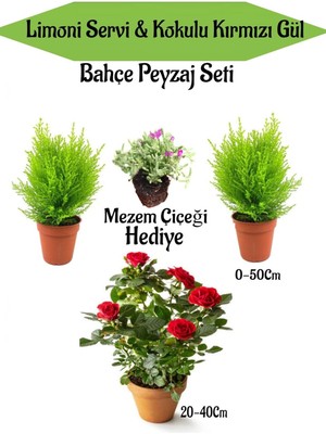 Frefly Store Peyzaj Seti 2 Adet Limoni Servi+ 1 Adet Kırmızı Gül Fidanı+ Hediye Mezem Çiçeği, BTSNN23032427