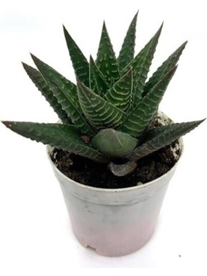 Frefly Store Haworthia 5,5luk Saksıda 8-10CM Havortia Sukulent Havortia Kaktüs Sukulent Canlı Sukulent