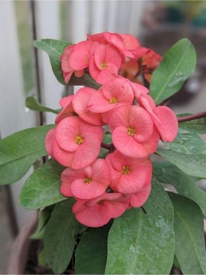 Frefly Store Gardenbox Pembe Milli Dikenler Tacı Saksılı Kaktüs, 20-40 Cm, Euphorbia, Ofis Bitkisi