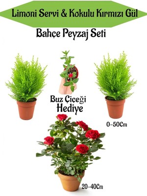 Frefly Store Bahçe Seti 2 Adet Limon Servi Çamı+1 Adet Kırmızı Gül+Hediye Buz Çiçeği, BTSNN23032436