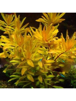 Frefly Store Nesaea Pedicellata Golden Saksı Canlı Bitki