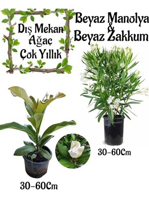 Frefly Store Nura Botanik Manolya Ağacı Saksılı + Beyaz Zakkum Saksılı Bahçe Seti, 30-60CM