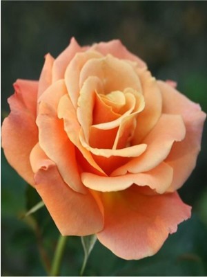 Frefly Store Videolu Kayısı Rengi Yediveren Kokulu Gül Fidanı 2 Adet 30-50CM Bahçe Bitkisi (Rose)