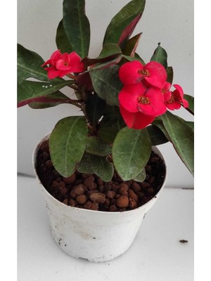 Frefly Store Videolu Kırmızı Milli Dikenler Tacı 1 Adet Saksılı 15-30CM Salon Bitkisi Kaktüs (Euphorbia)